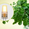 Malunggay leaves can generate electricity, laboratory tests show