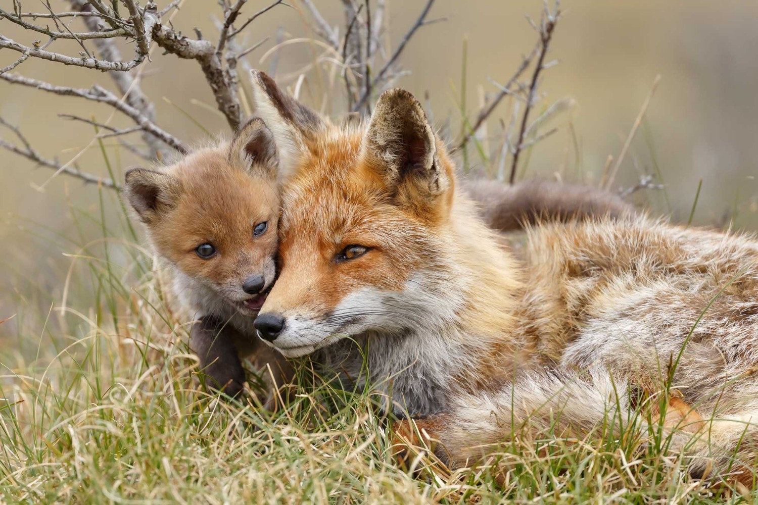 red-fox