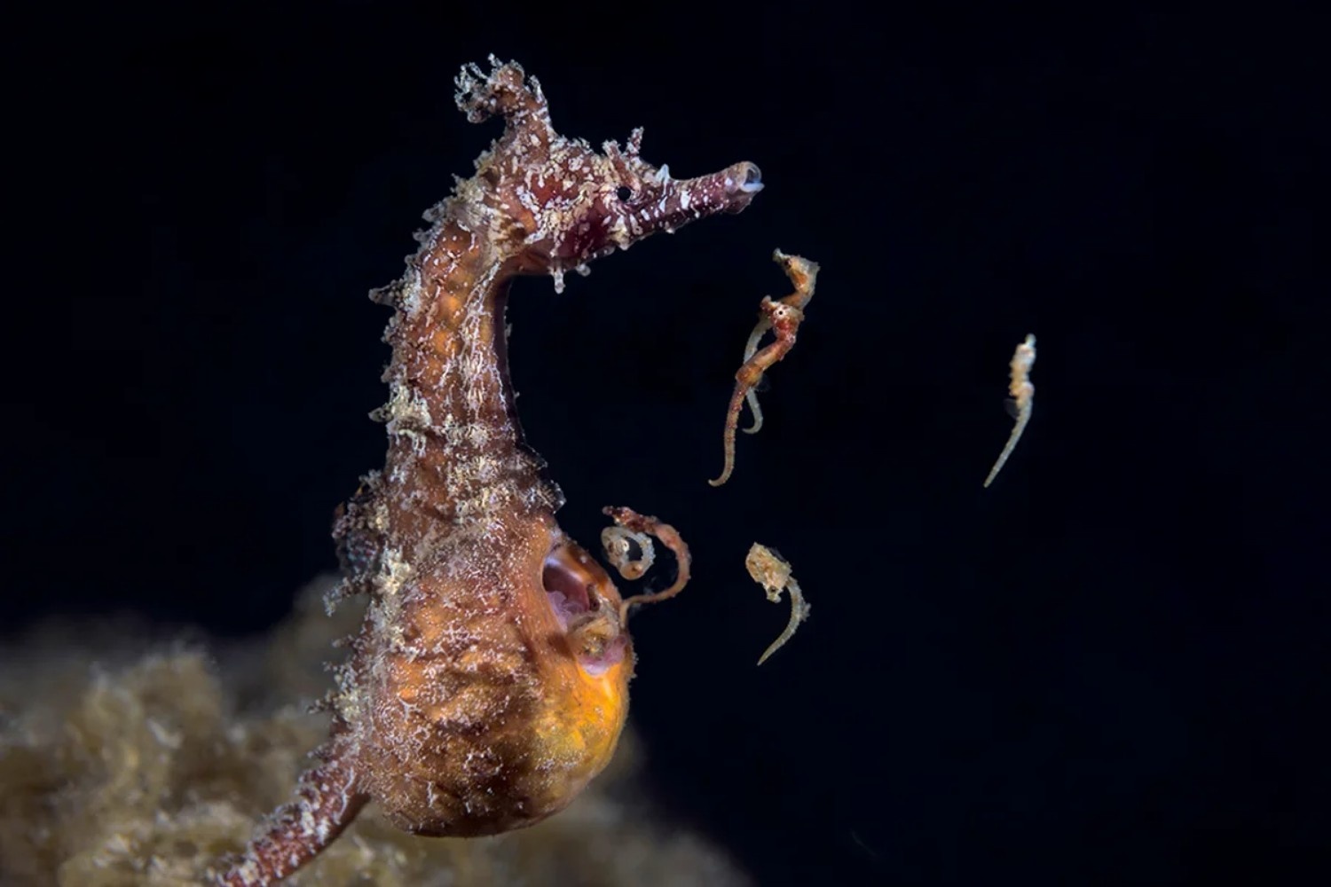 seahorse