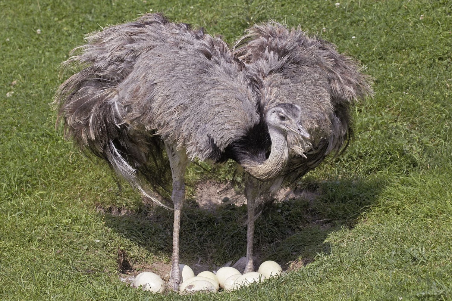 the-greater-rhea