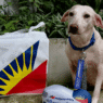 Felicia, rescue dog once facing euthanasia, heads to new home in the US