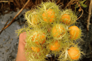 Maria-maria, the exotic wild fruit rural kids picked on the way to school