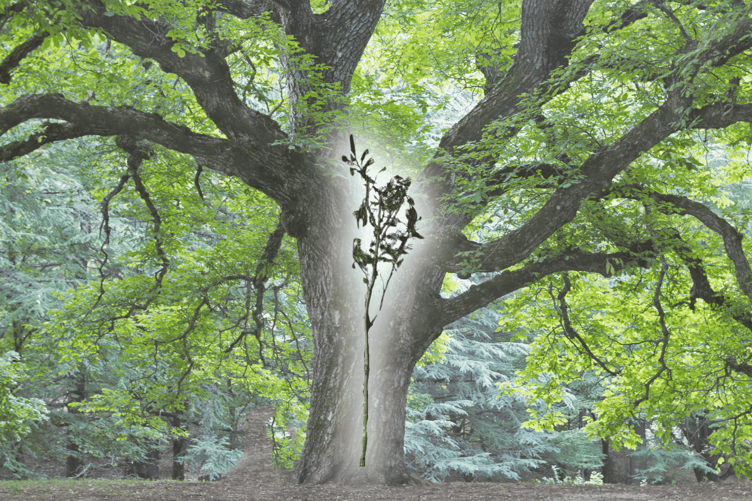 Quirino trees