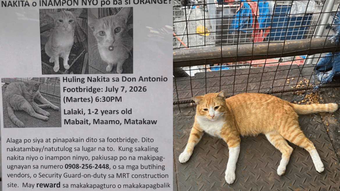 Viral stray cat Orange