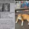 Viral stray cat Orange goes missing from Quezon City overpass