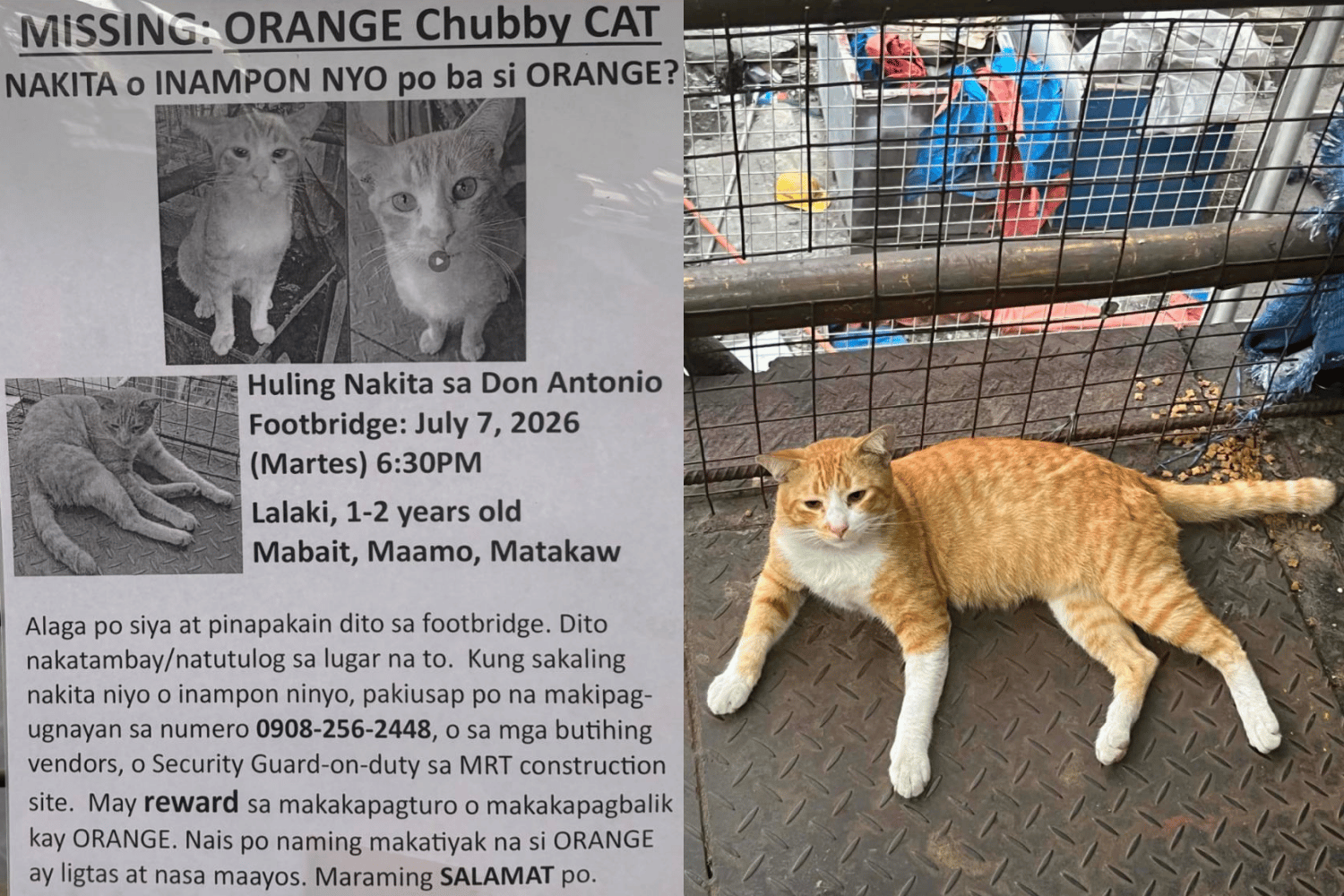 Viral stray cat Orange