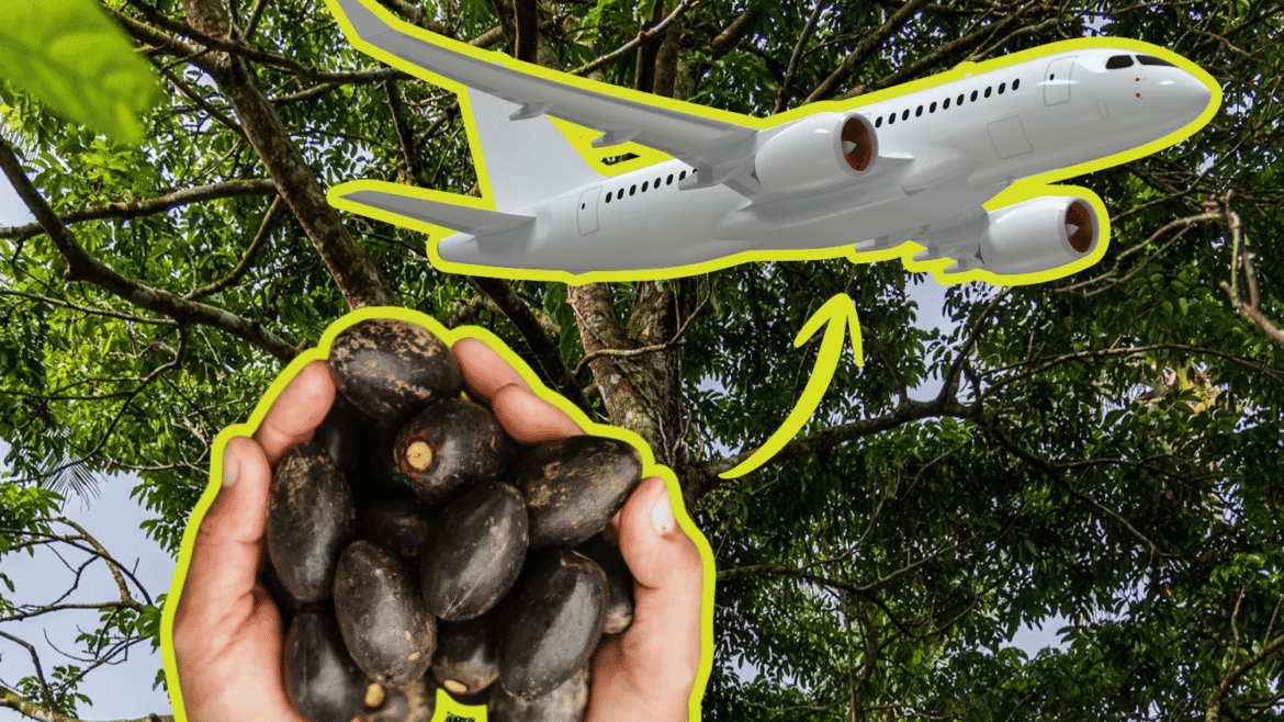 pili tree waste