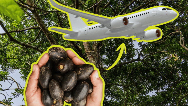 pili tree waste