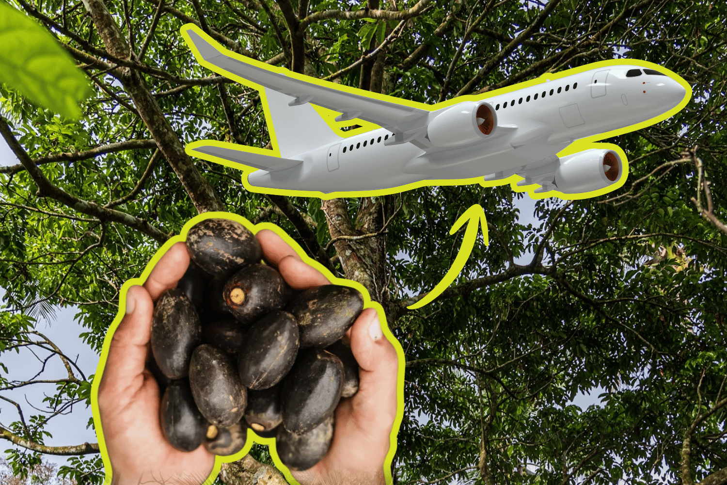 pili tree waste