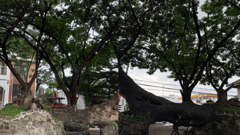 century-old tree