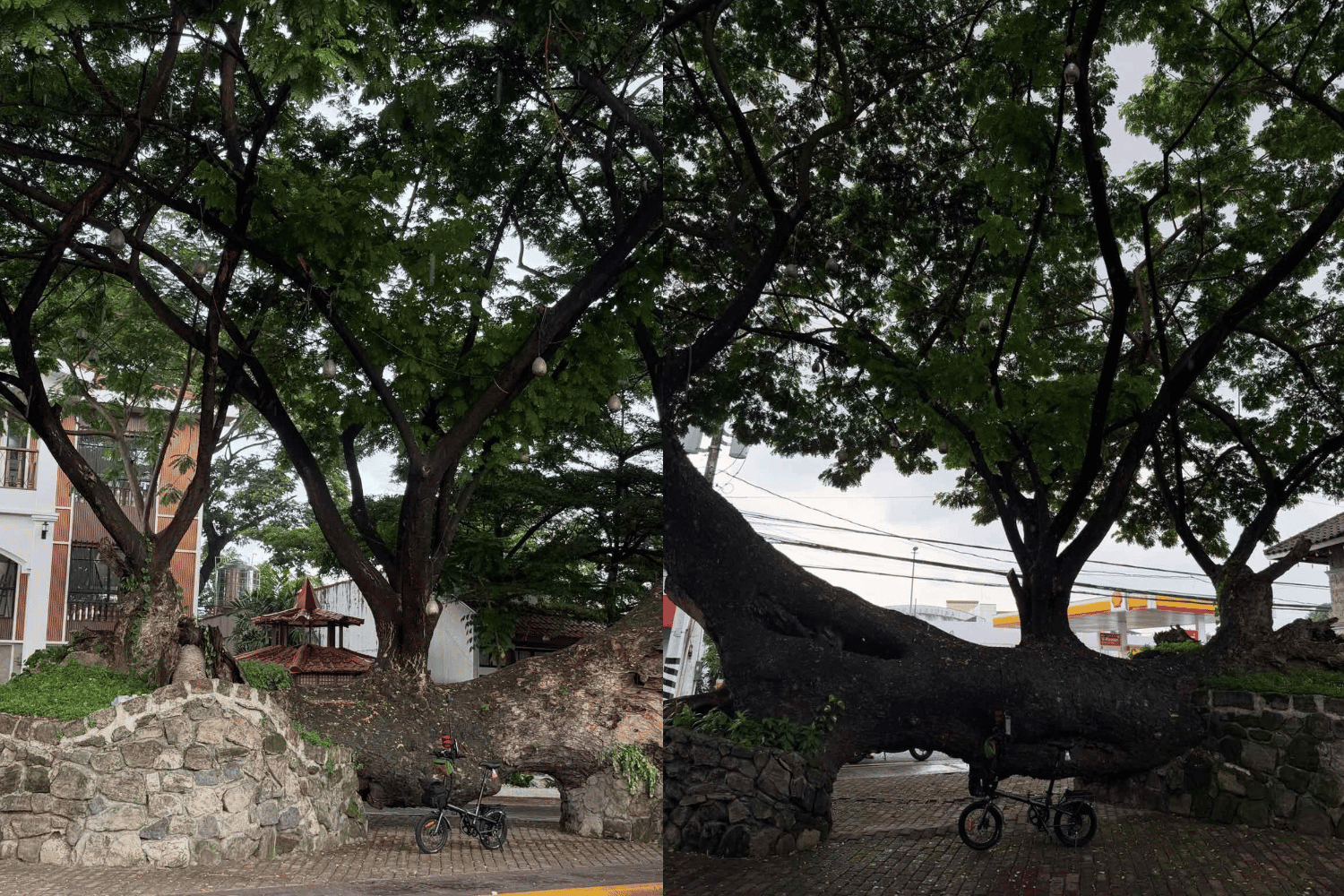 century-old tree