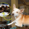 2 Benguet restaurants accused of serving dog meat