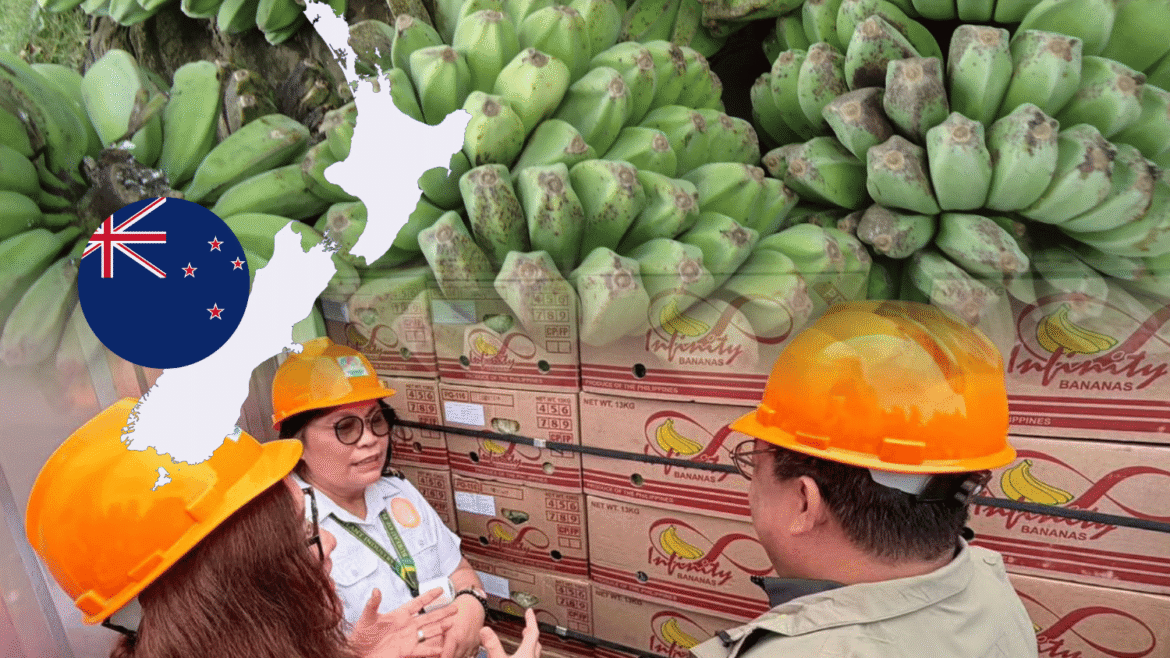 saba banana exports