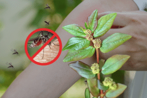 Tawa-tawa: The humble weed helping Filipinos fight dengue