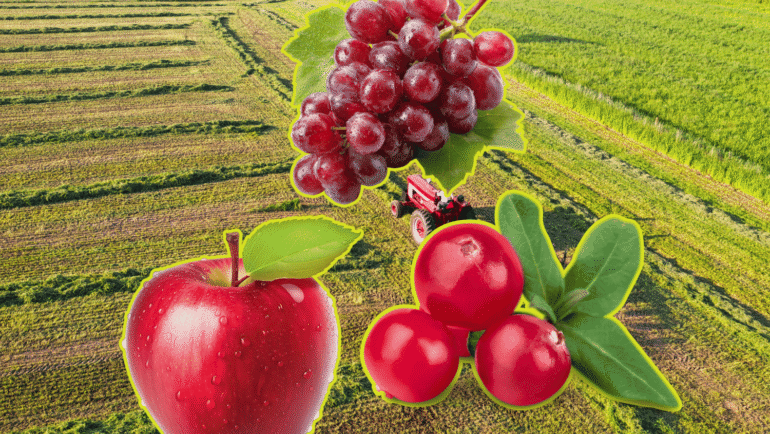 Apples, grapes, and cranberries