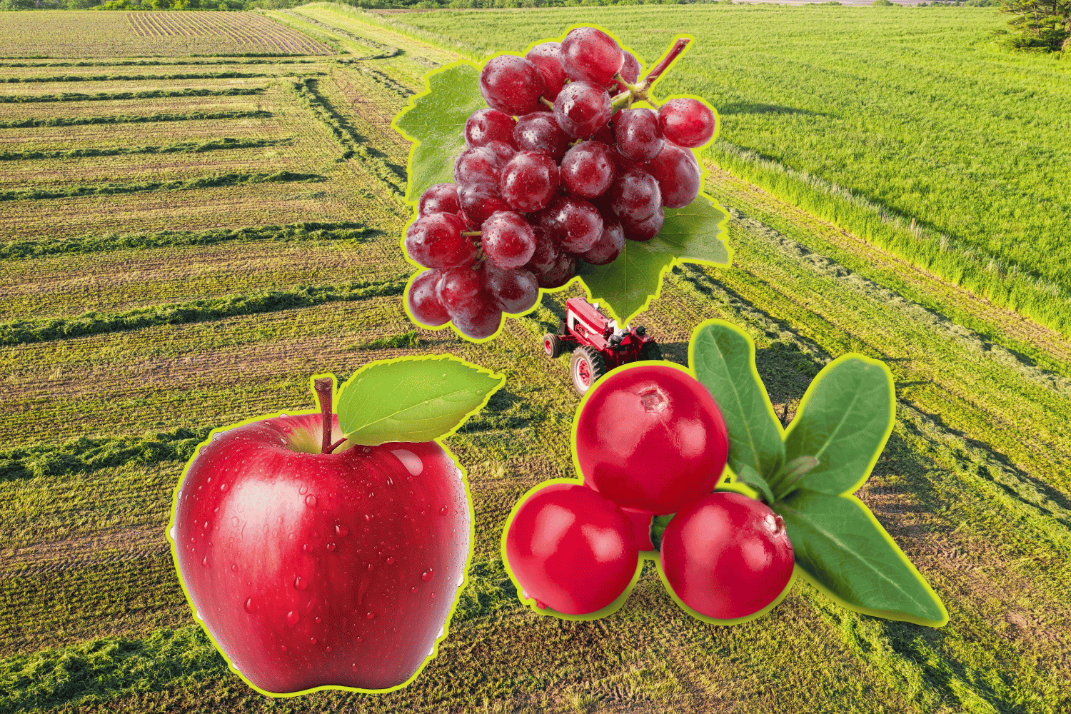 Apples, grapes, and cranberries