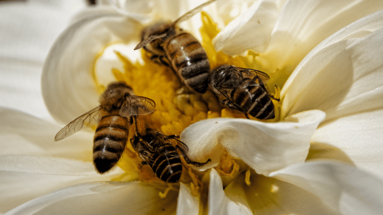 Stingless bee hives