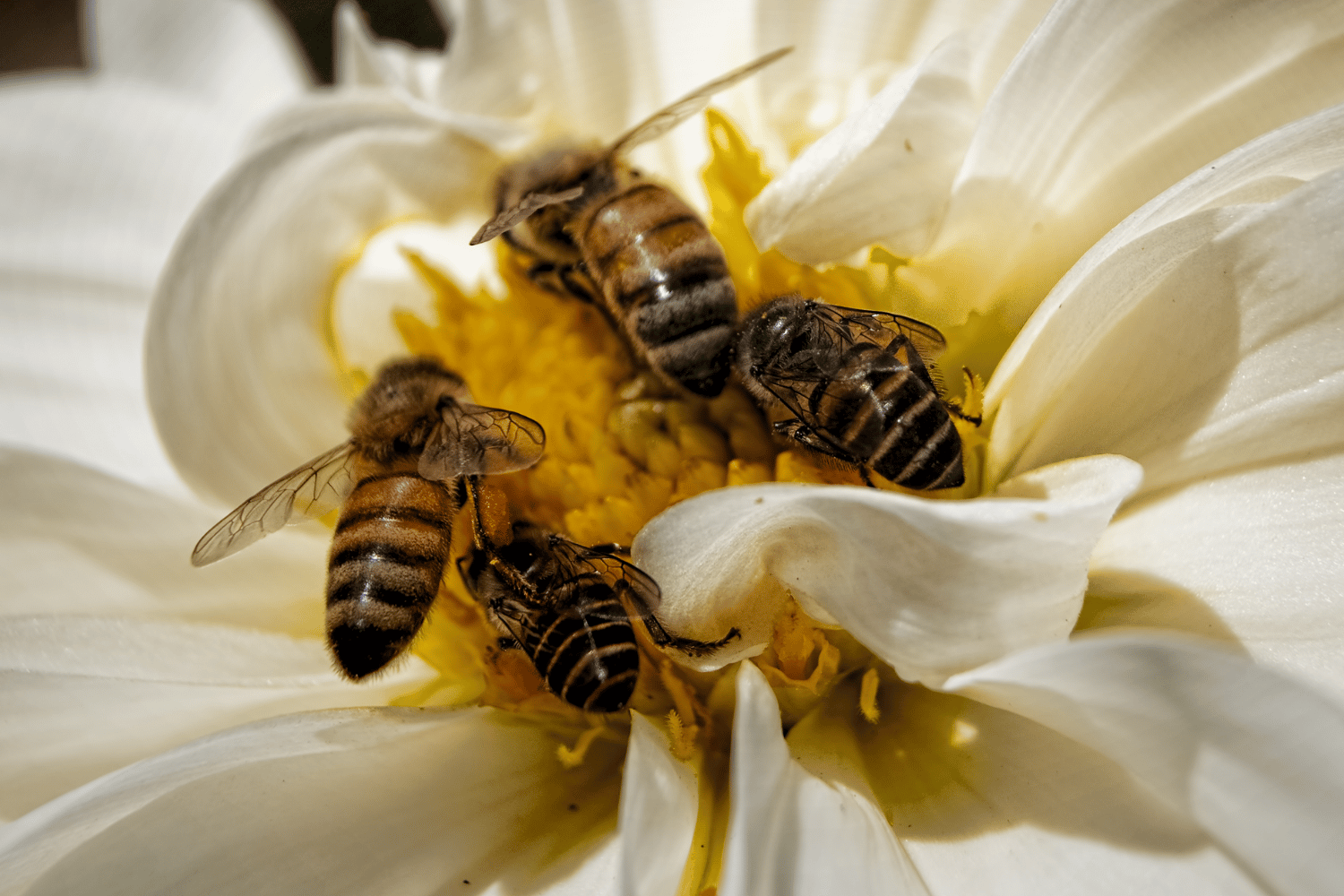 Stingless bee hives