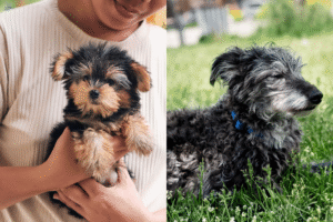 pet grow old