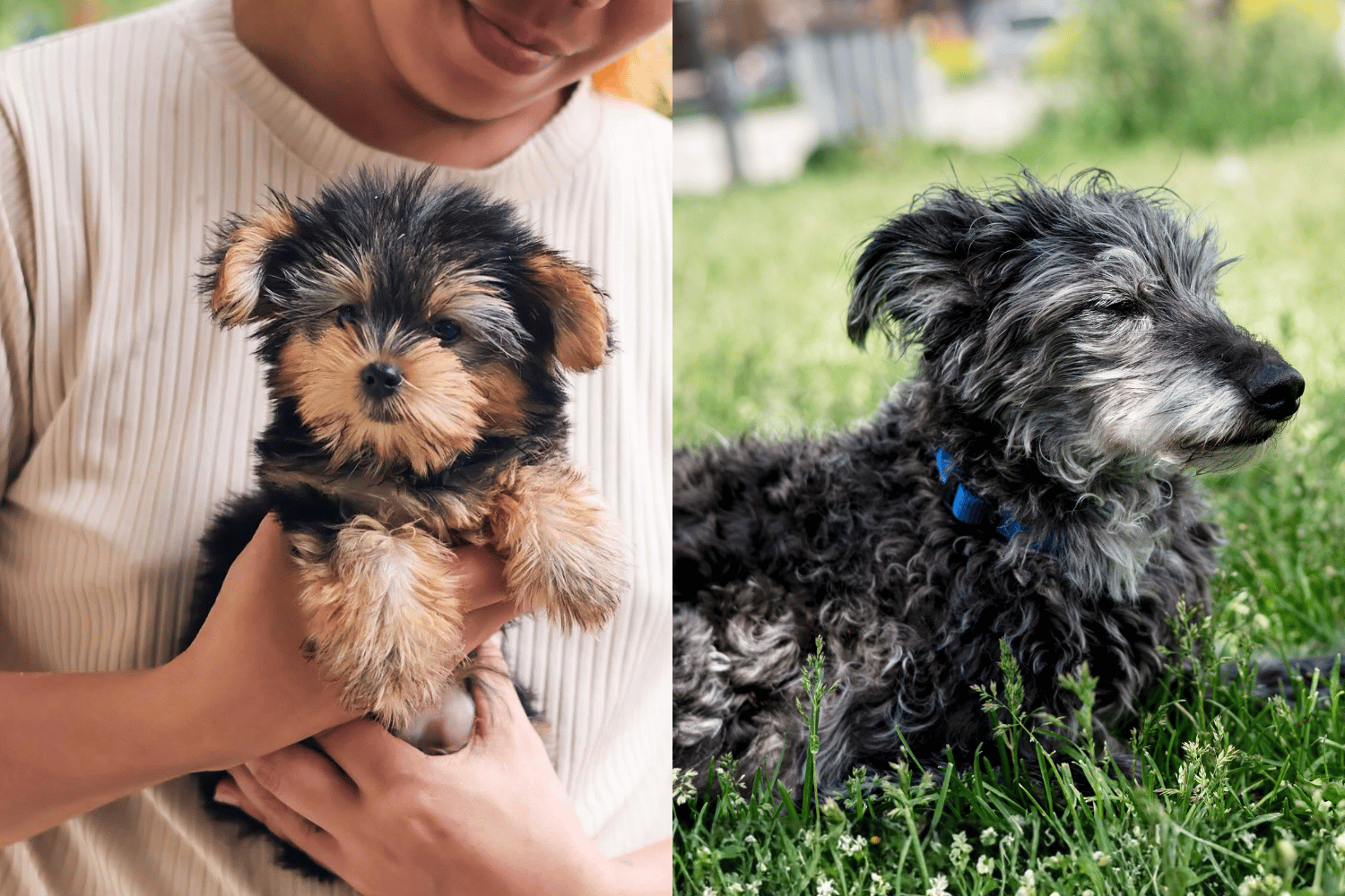 pet grow old