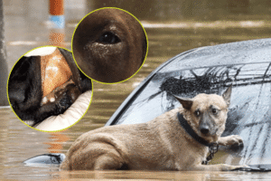 leptospirosis