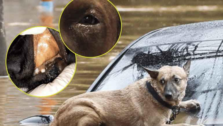 leptospirosis