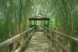 wetland sanctuary