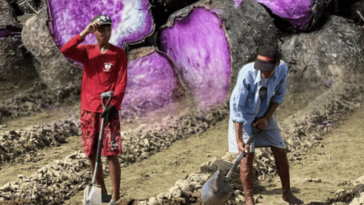 Ube production