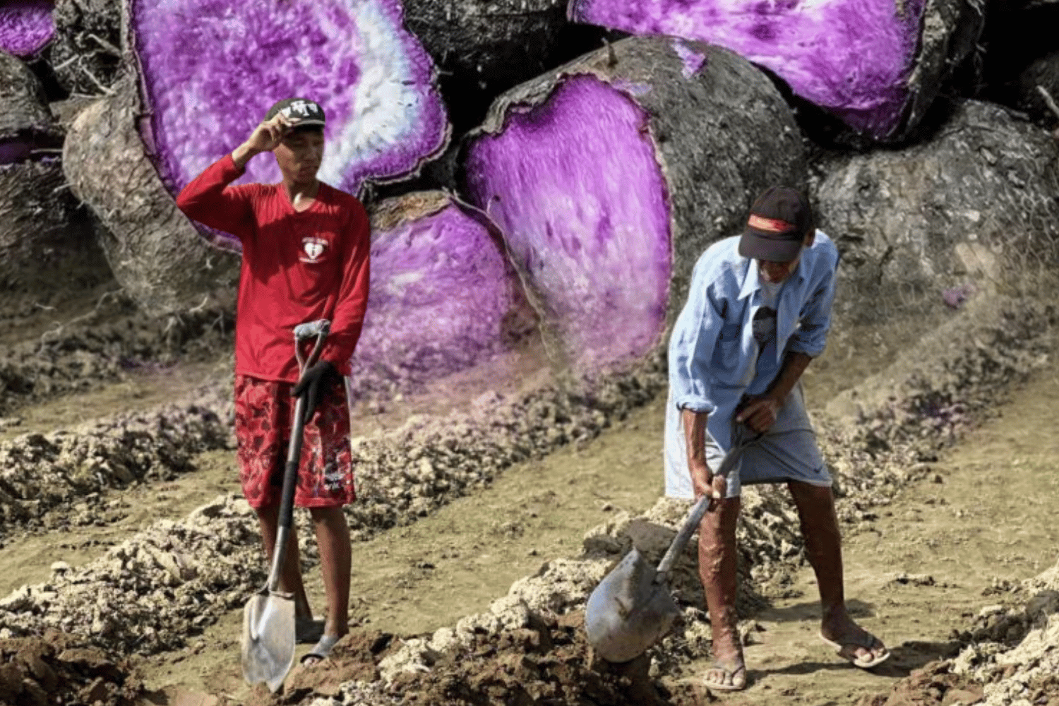Ube production