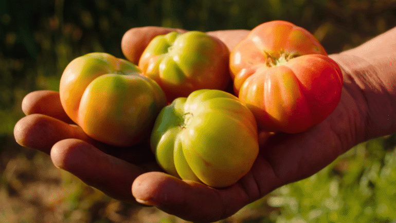 Kamatis Tagalog