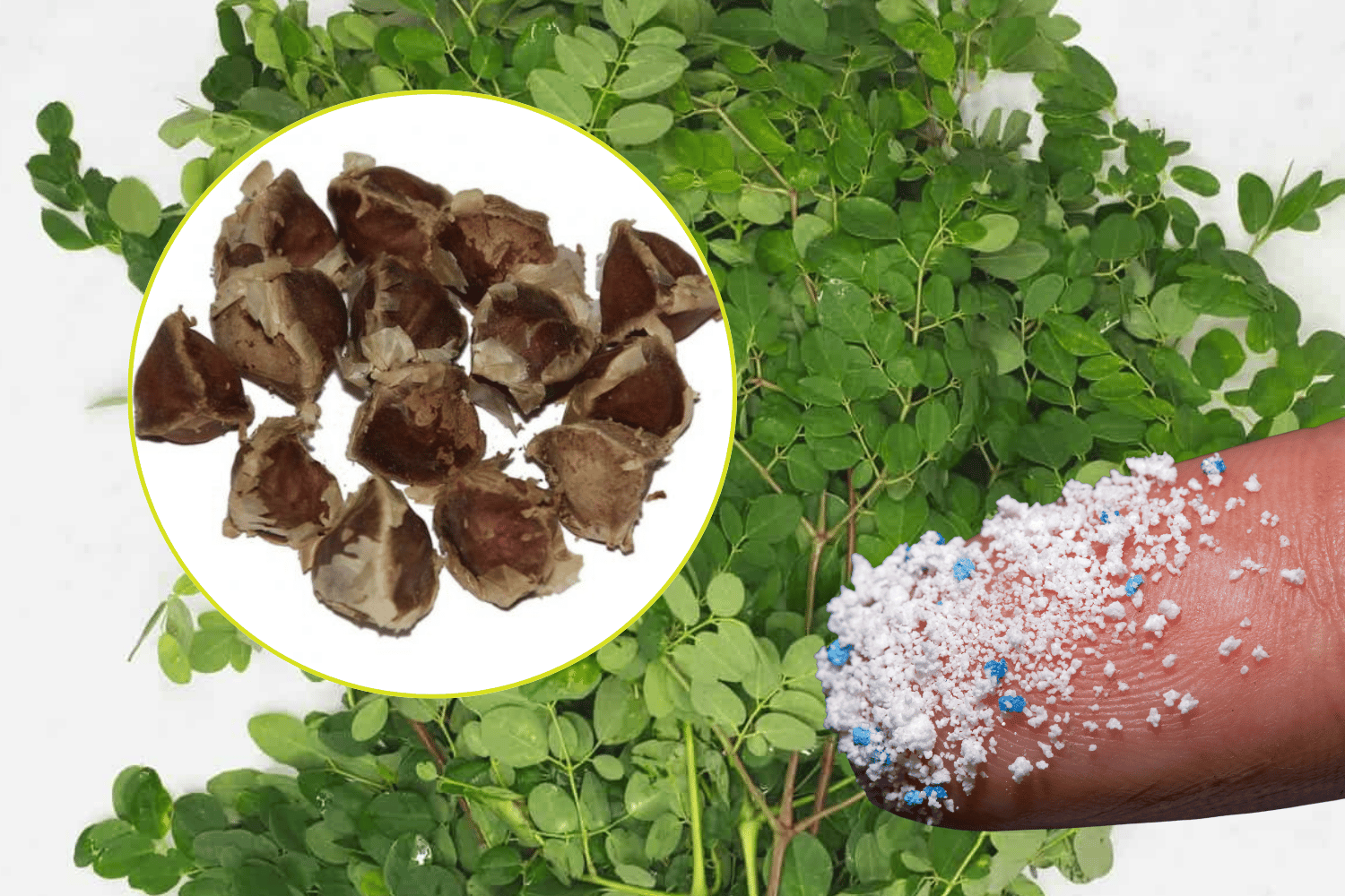 Malunggay seeds