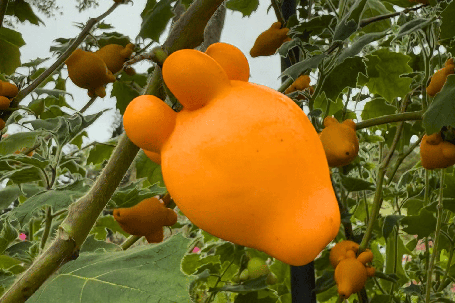 utong