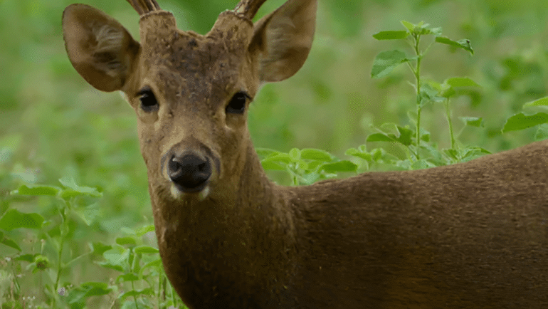 Calamian deer