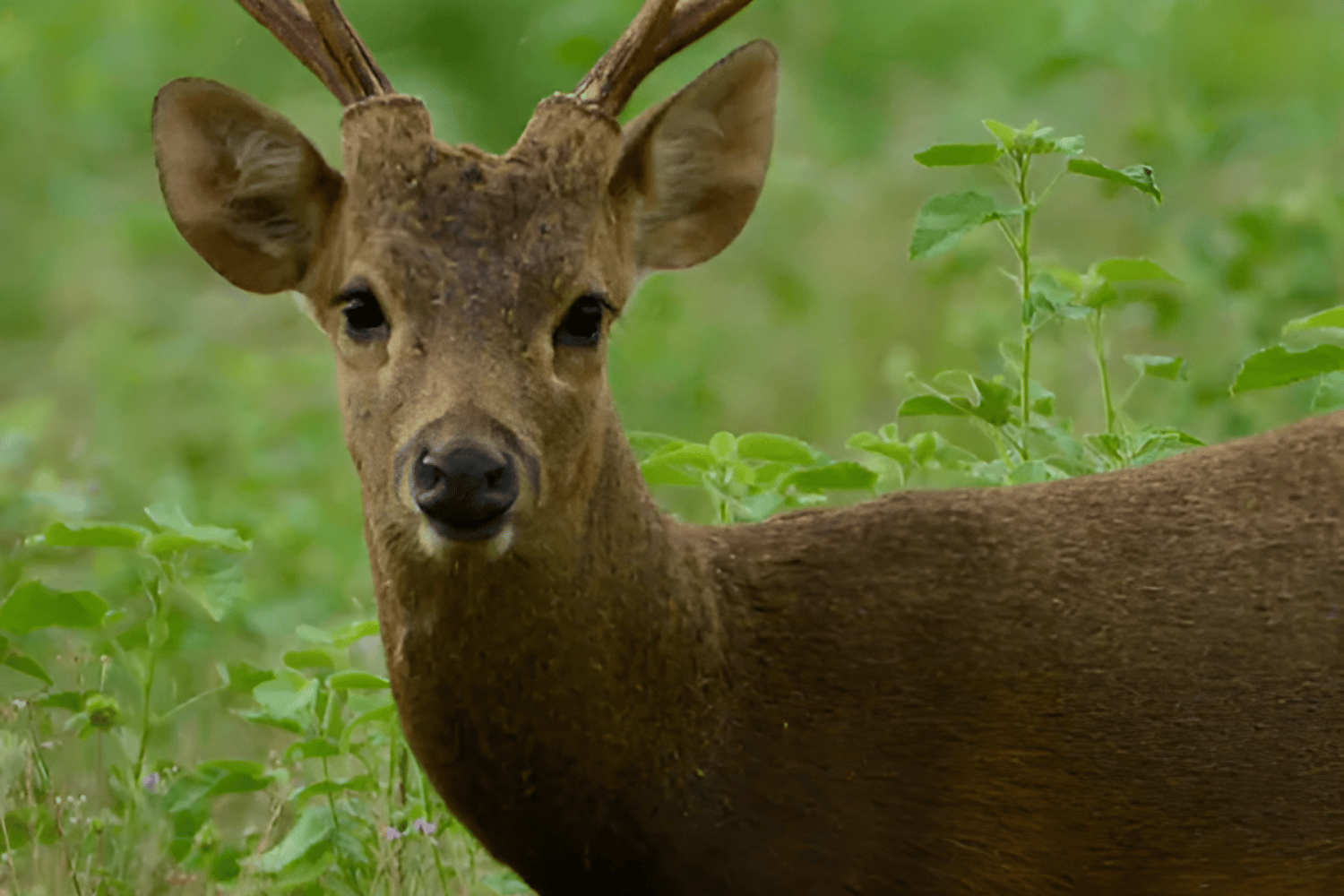Calamian deer