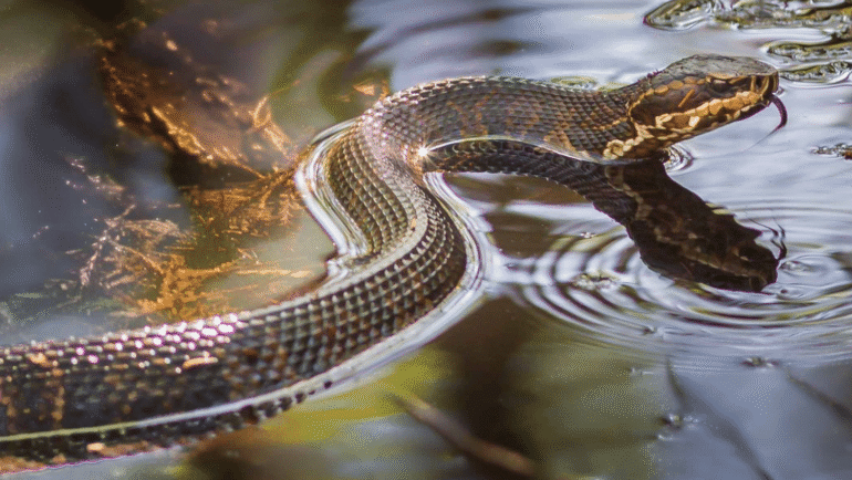 snakes