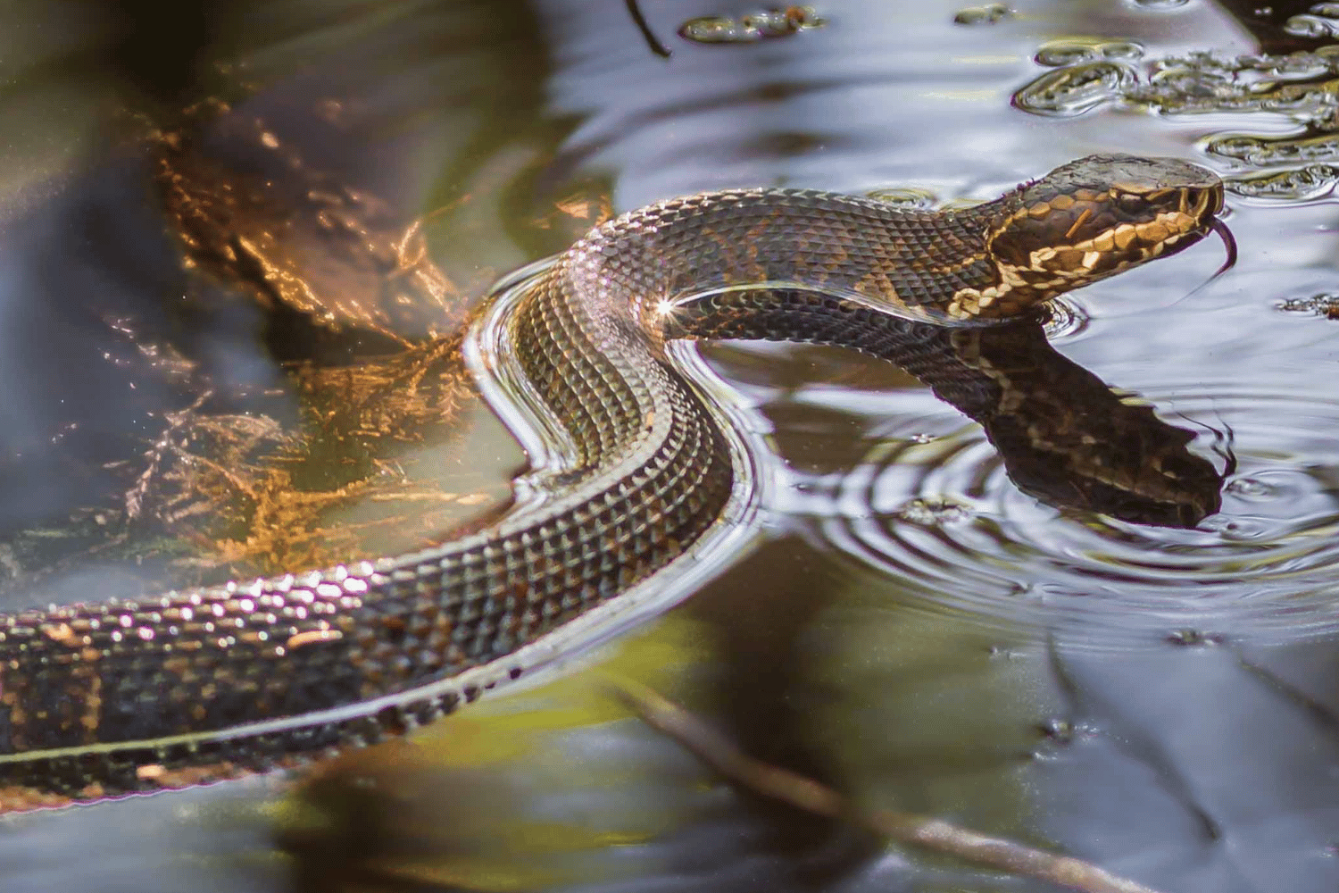 snakes