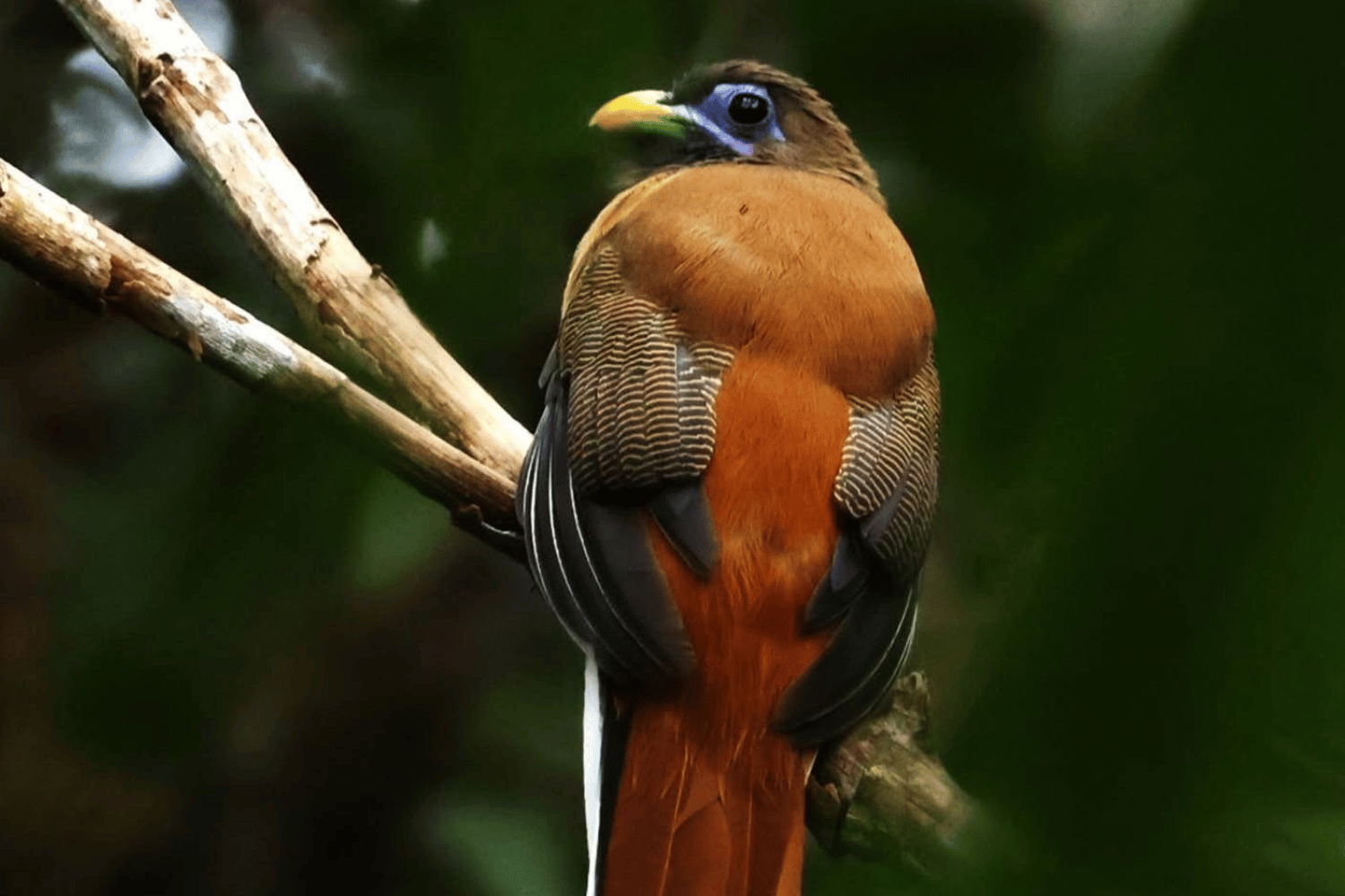 'Ibong Adarna'