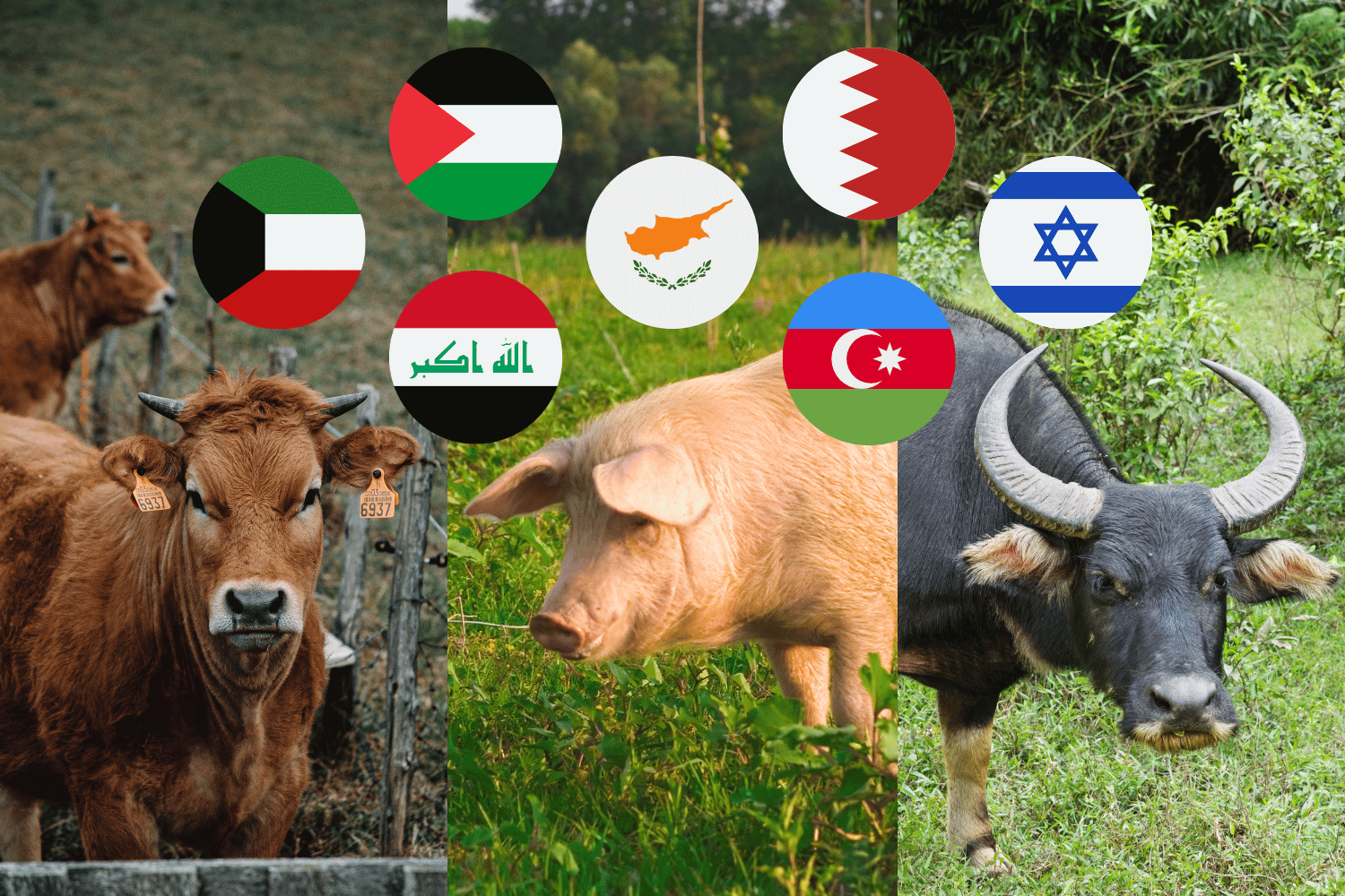 livestock imports