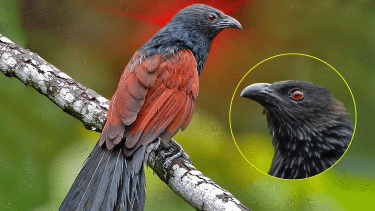 Philippine coucal