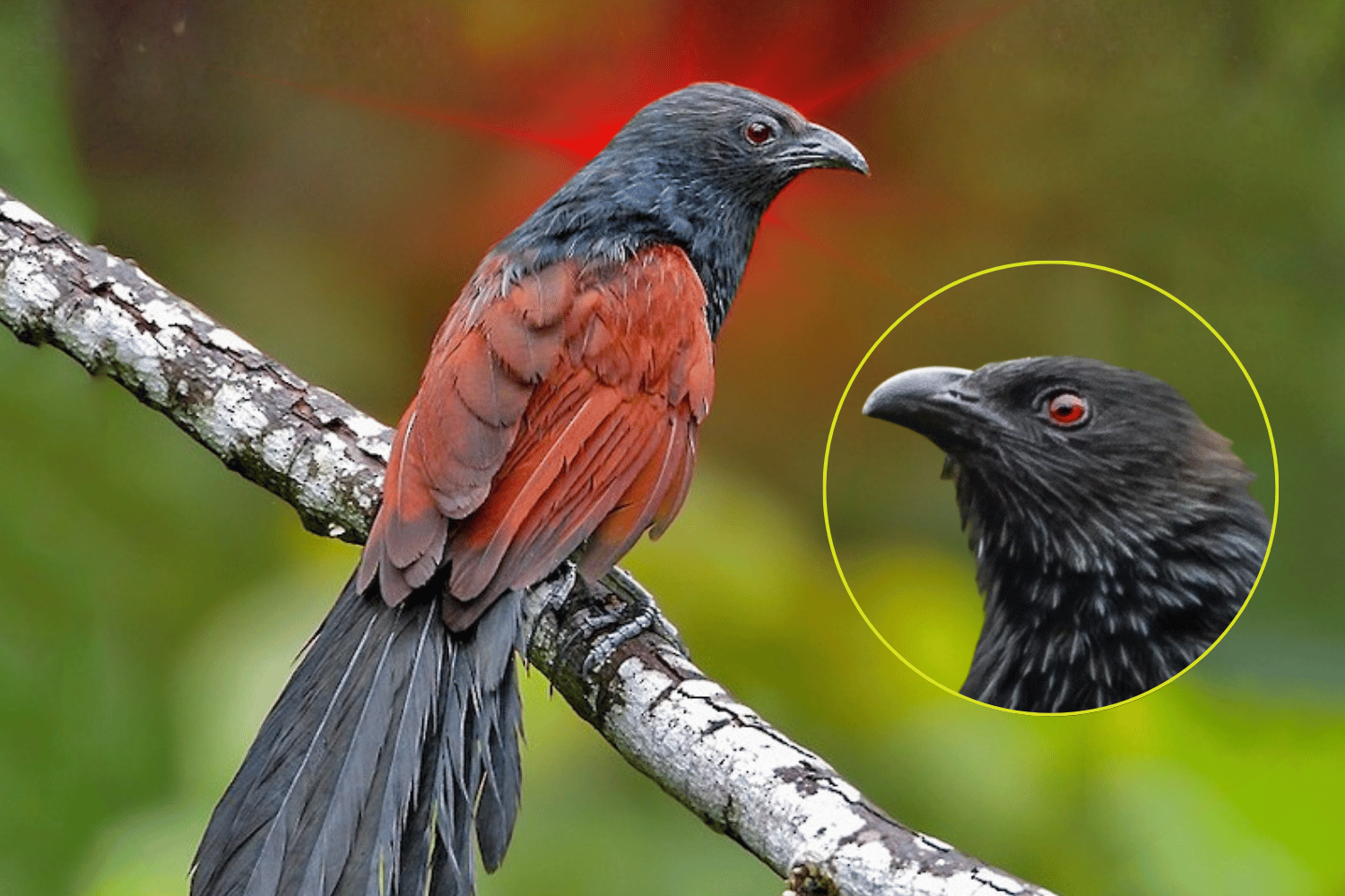 Philippine coucal