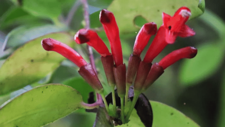 Panay Lipstick Vine