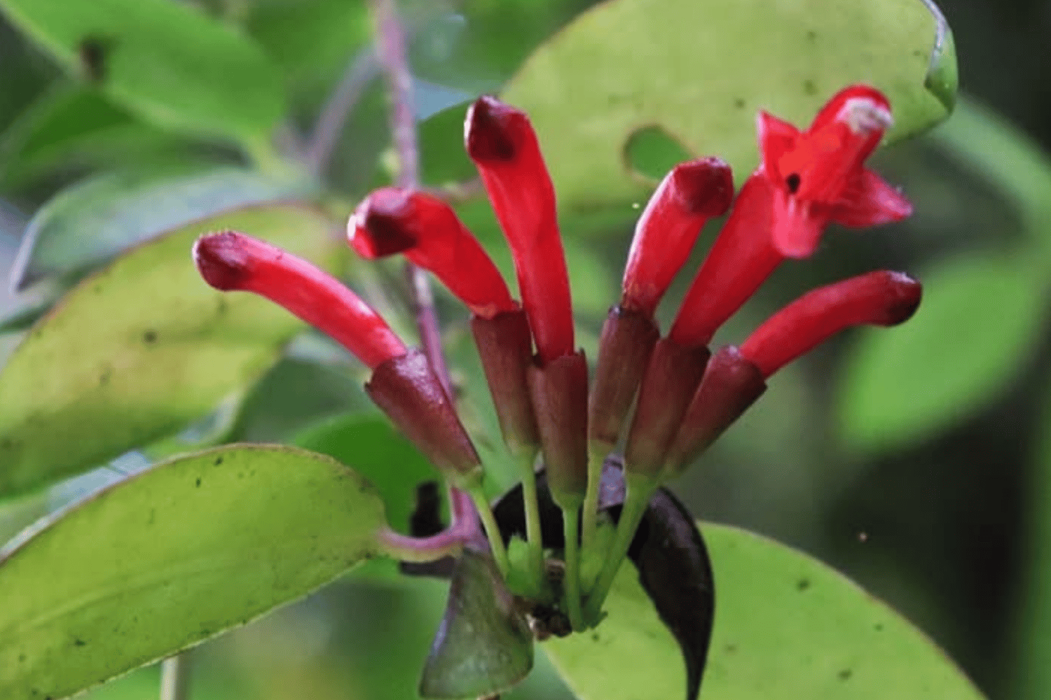 Panay Lipstick Vine