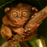 Tarsiers’ giant eyes are actually an evolutionary Plan B