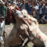 Bukidnon stops illegal horse fighting after public backlash