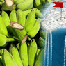 Davao saba bananas to enter Australian market for first time