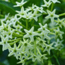 EXPLAINER: Dama de noche waits until darkness to release its powerful scent