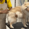 Happy Paw under fire over alleged dog grooming mistreatment in Pasay