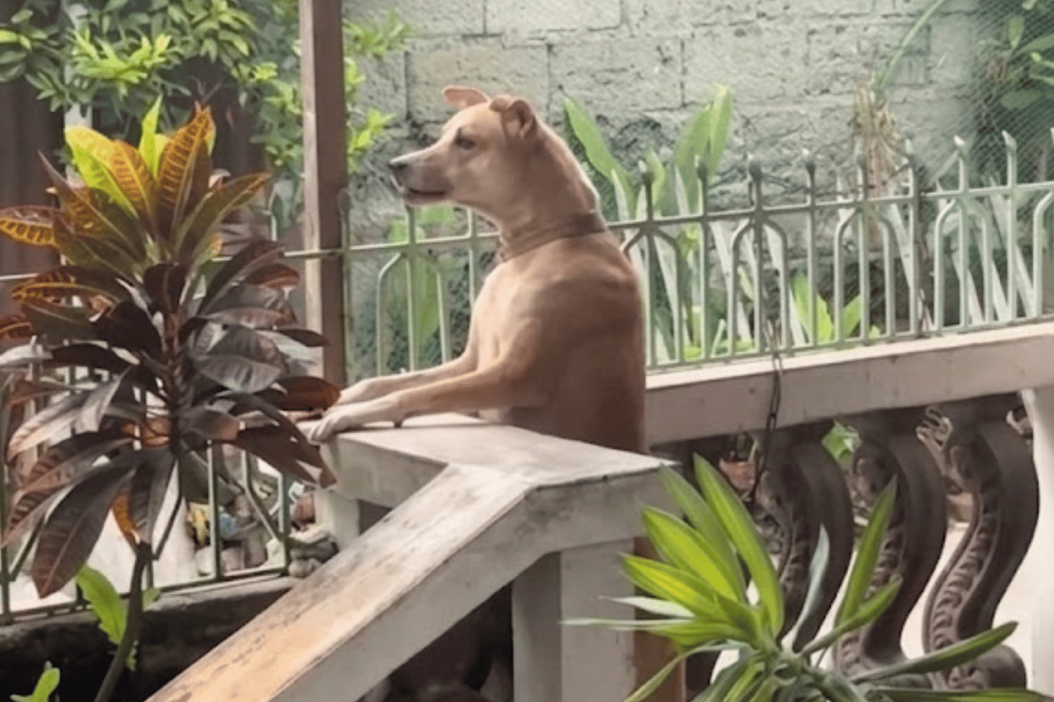 Viral ‘chismoso’ dog keeps watch as neighbors argue