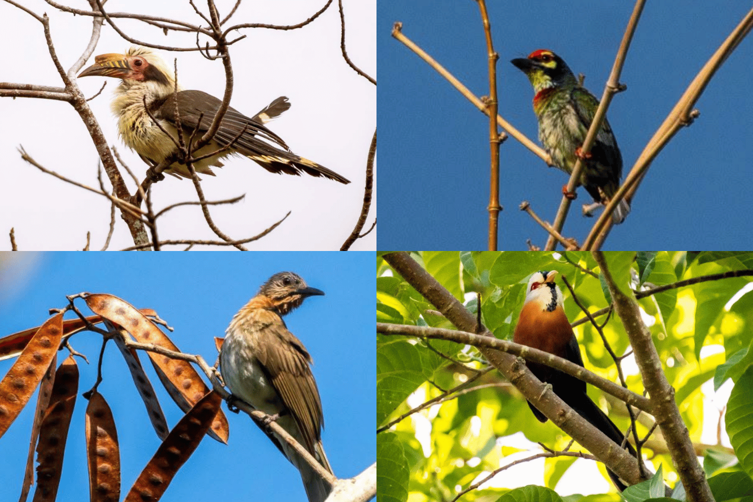 Masungi Reserve