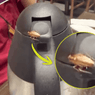 Alleged ipis crawls into thermos at Andok’s Makati Ave. branch